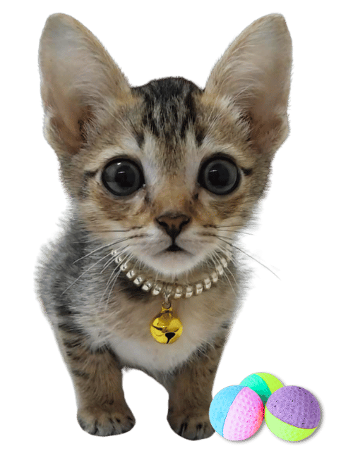 Cat6 (1)